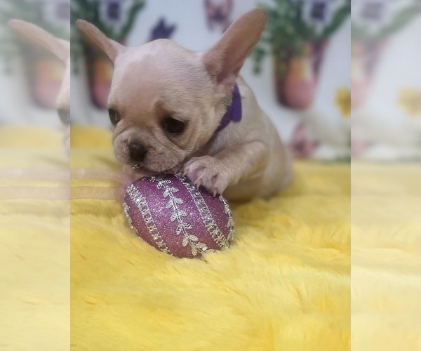 Full screen Photo #1 French Bulldog Puppy For Sale in ADELAIDE, WA, USA