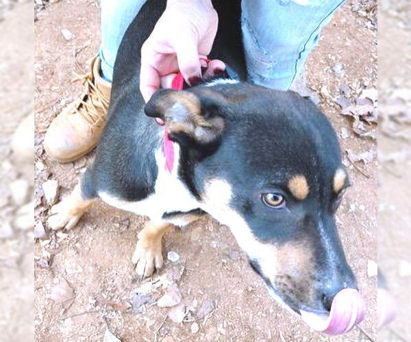 Medium Photo #1 Doberman Pinscher Puppy For Sale in Rutherfordton, NC, USA