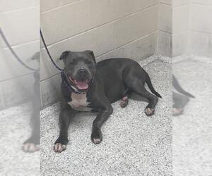 Mutt Dogs for adoption in Conroe, TX, USA
