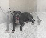 A432739 - Male Mutt Dog for Adoption - Small photo
