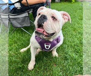 Bulldog Dogs for adoption in St. Louis Park, MN, USA
