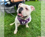 Small Bulldog