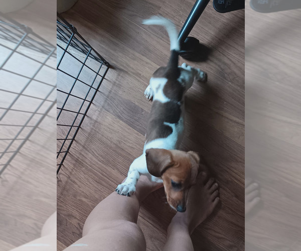 Medium Photo #3 Dachshund Puppy For Sale in SAINT CLAIR, MO, USA