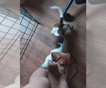 Peaches N CREAM - Female Dachshund Puppy for Sale - Photo #3