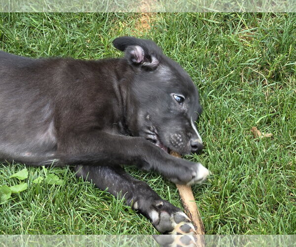Medium Photo #2 Collie-Unknown Mix Puppy For Sale in Marine City, MI, USA