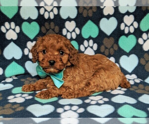 Medium Photo #4 Cockapoo-Poodle (Miniature) Mix Puppy For Sale in LANCASTER, PA, USA
