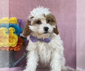 Cavapoo Puppy for sale in LANCASTER, PA, USA