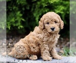 Goldendoodle (Miniature) Puppy for sale in KINZERS, PA, USA