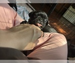 Small Photo #31 Frenchie Pug Puppy For Sale in BLOOMINGTON, IL, USA