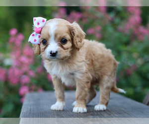 Cavalier King Charles Spaniel-Cavapoo Mix Puppy for sale in LIBERTY, KY, USA