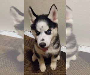 Siberian Husky Puppy for sale in FENTON, MO, USA