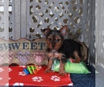 Small #3 Yorkshire Terrier