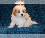 Small #7 Goldendoodle (Miniature)