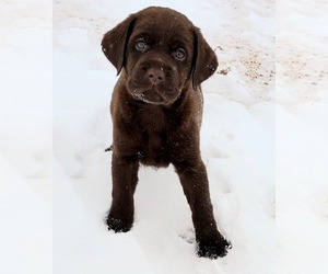 Labrador Retriever Puppy for Sale in FORT COLLINS, Colorado USA