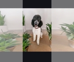 Small Photo #1 Poodle (Standard) Puppy For Sale in ROMEOVILLE, IL, USA