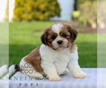Small #3 Shih Tzu