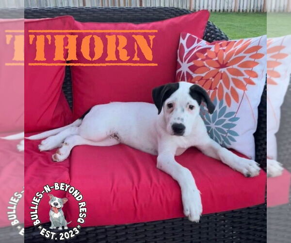 Medium Photo #8 Staffordshire Bull Terrier-Unknown Mix Puppy For Sale in Omaha, NE, USA