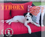 Small #7 Staffordshire Bull Terrier Mix