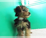 Small Photo #2 Yorkshire Terrier Puppy For Sale in PATERSON, NJ, USA