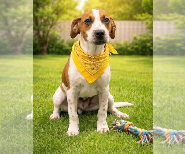 Medium Photo #3 Beagle-Unknown Mix Puppy For Sale in Euless, TX, USA