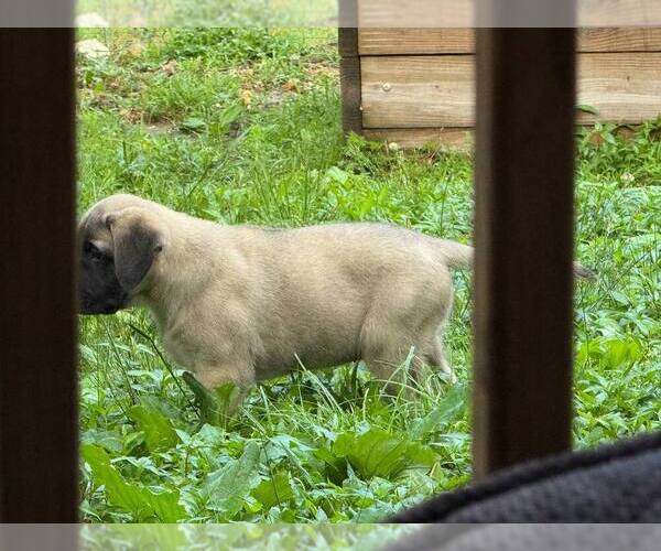 Medium Photo #1 Mastiff Puppy For Sale in LA FAYETTE, GA, USA