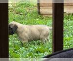 Small Mastiff