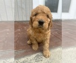 Puppy Puppy 1 Goldendoodle