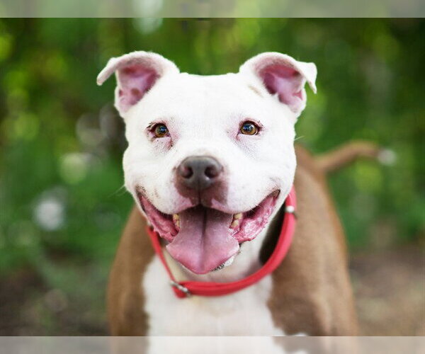 Medium Photo #2 American Bulldog-Unknown Mix Puppy For Sale in Tavares, FL, USA