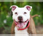 Small #1 American Bulldog Mix