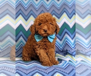 Cockapoo-Poodle (Miniature) Mix Puppy for sale in BIRD IN HAND, PA, USA