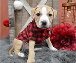 Small Photo #1 American Pit Bull Terrier Puppy For Sale in HONEY BROOK, PA, USA