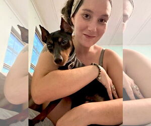 Miniature Pinscher Dogs for adoption in Forest, VA, USA