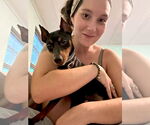 Small Miniature Pinscher