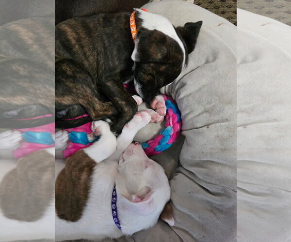 Medium Photo #2 American Staffordshire Terrier-Unknown Mix Puppy For Sale in Duluth, MN, USA