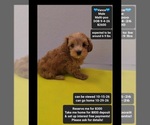 Vance - Male Maltipoo (Toy) Puppy for Sale - Small photo