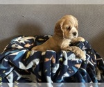 Puppy Puppy Purple Cocker Spaniel