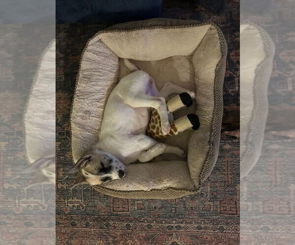 Medium Photo #5 Aussie Pyrenees Puppy For Sale in Lakewood, CO, USA