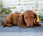 Small #2 Dachshund