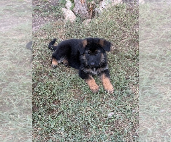 Medium Photo #2 German Shepherd Dog Puppy For Sale in BRUCEVILLE, TX, USA