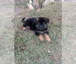 Small #1 German Shepherd Dog