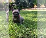 Small Photo #33 French Bulldog Puppy For Sale in WHITTIER, CA, USA