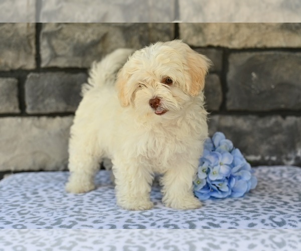 Medium Photo #4 ShihPoo Puppy For Sale in MILLERSBURG, OH, USA