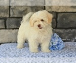 Small #3 ShihPoo