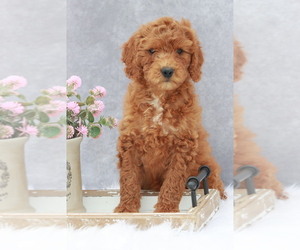 Goldendoodle (Miniature) Puppy for sale in ITASCA, TX, USA