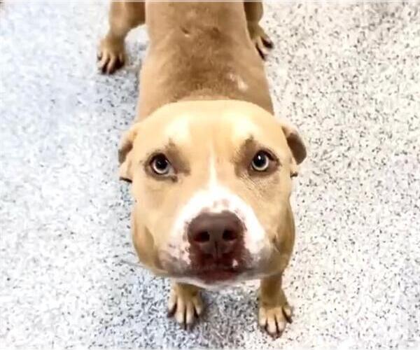 Medium Photo #2 American Pit Bull Terrier Puppy For Sale in Houston, TX, USA
