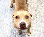 Small #1 American Pit Bull Terrier
