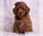 Puppy Macaroon Poodle (Miniature)