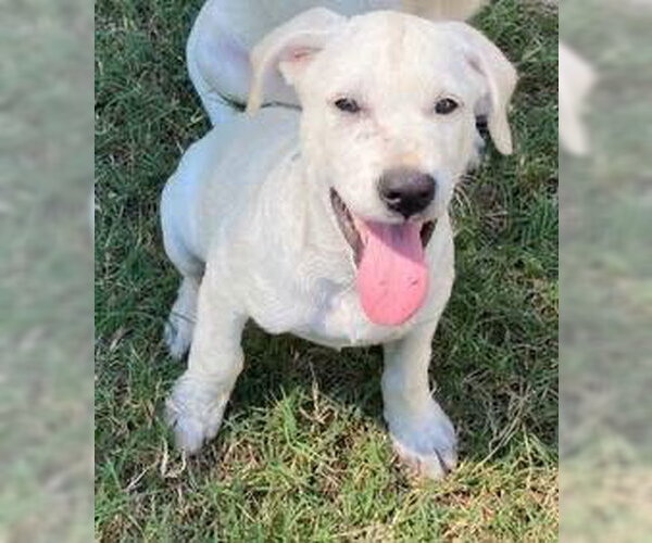 Medium Photo #4 Labrador Retriever-Unknown Mix Puppy For Sale in Alexander, AR, USA