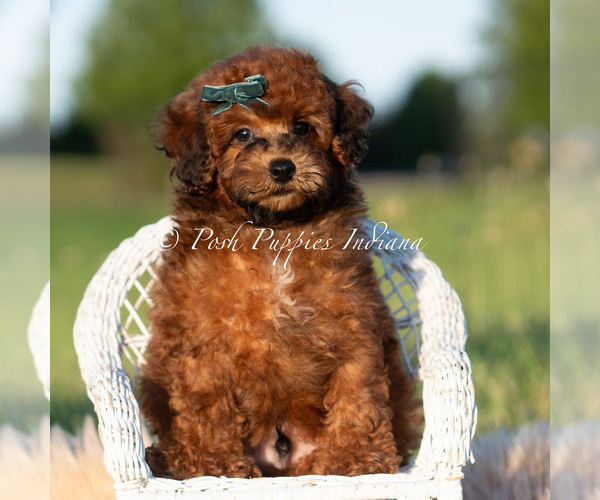 Medium Photo #5 Poodle (Miniature) Puppy For Sale in WARSAW, IN, USA