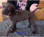 Small #4 German Shorthaired Pointer